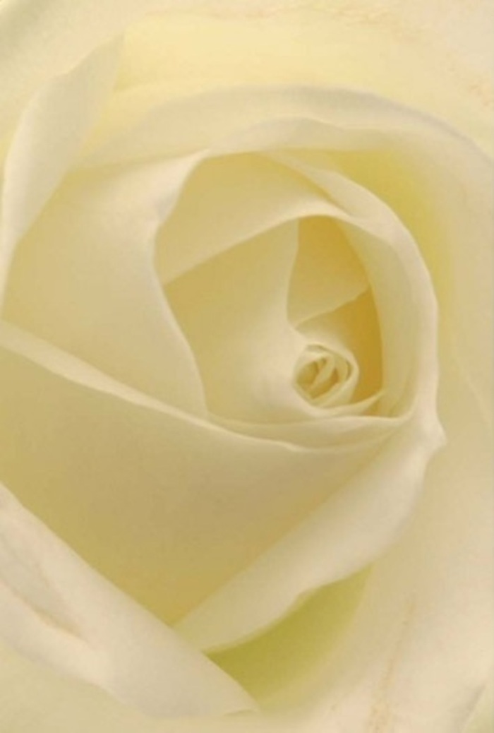 Looking closely at this elegant white rose, one is drawn into its world of delicate layers and harmonious light-much like the serene landscapes that surround Grove Park. The petals blend from purest white at the core through warm creams at the edge, each layer flowing together with an effortless tranquility. There's a gentle illumination, as if sunlight passes directly through the petal's translucent surfaces-inviting memories of calm afternoons in Chiswick House Gardens. The rose's flawless, spiral heart exudes a sense of purity and resilience, echoing the quiet sophistication of a Grove Park event or friendly gathering along the Thames Path. The subtle variations of hue and shadow give the bloom its natural artistry, while the barely-there scent carries a hint of the season's first blossoming. This is the kind of rose that could elevate a wedding cake table, lend dignity to a sympathy tribute, or express heartfelt sentiments in a home by Hartington Road. Arranged by local hands attuned to Grove Park's tastes, each bouquet tells a nuanced story of care, celebration, and community tradition.