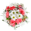 This arrangement is pure celebration-a vision crafted for Grove Park by skilled florists who know the area's gentle rhythms and leafy beauty. At its heart, uplifting white daisies with green centers radiate joy, nestled among lush layers of coral-pink carnations whose ruffled petals lend depth and inviting texture. Wisps of delicate baby's breath intermingle, their tiny snowflake blossoms infusing the bouquet with an airy, almost whimsical spirit. Eucalyptus leaves and understated sprigs of greenery add an herbal note, while slender alstroemeria buds with hints of purple and deep pink offer a suggestion of blooms yet to open. The overall effect is calming and vibrant, a palette fresh as the breezes along the Thames Path. Perfect for birthdays, anniversaries, or simply brightening the start of spring, this bouquet channels Grove Park's welcoming spirit and charm-delivered fresh to any doorstep throughout the neighborhood and beyond.